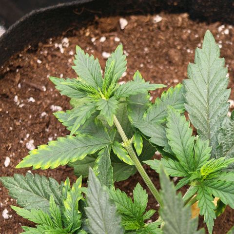 Papaya Sherbet™ growlog timeline photo