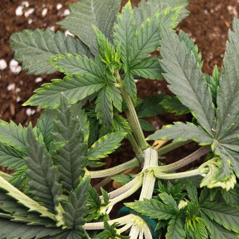 Papaya Sherbet™ growlog timeline photo