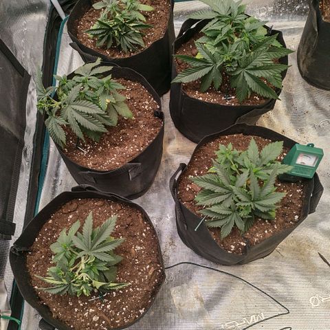 Papaya Sherbet™ growlog timeline photo