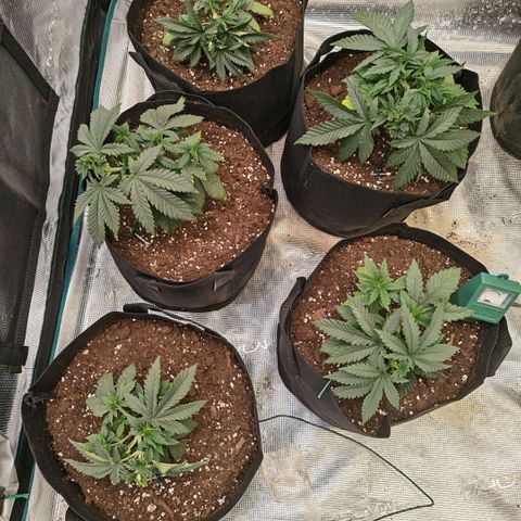 Papaya Sherbet™ growlog timeline photo