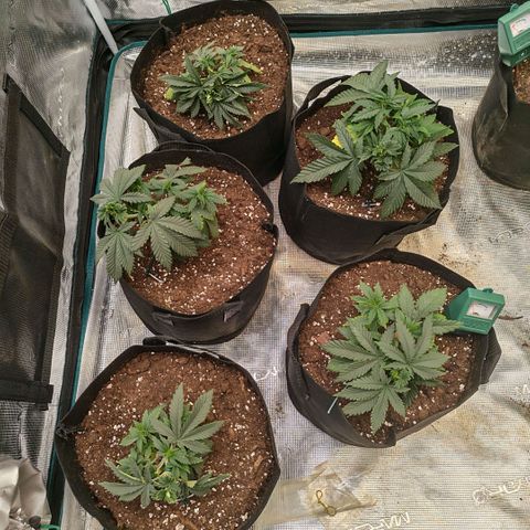 Papaya Sherbet™ growlog timeline photo