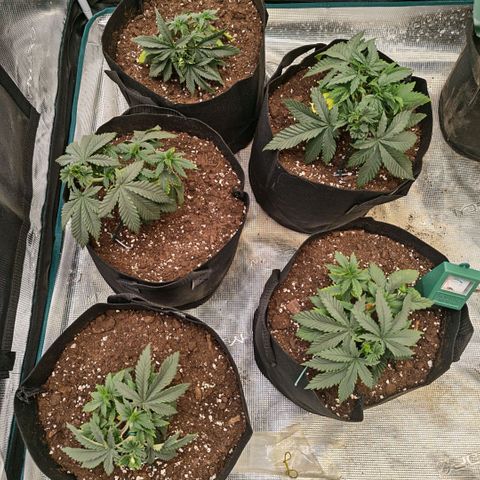 Papaya Sherbet™ growlog timeline photo