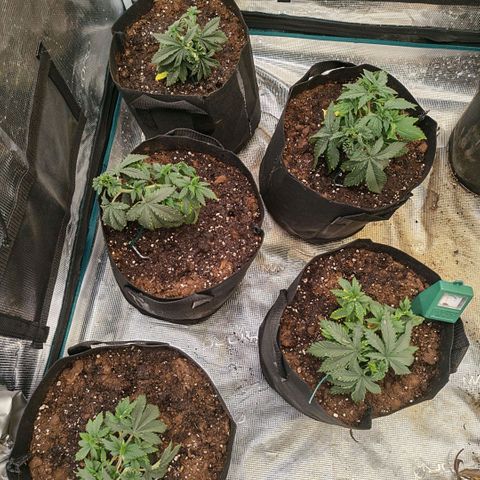 Papaya Sherbet™ growlog timeline photo