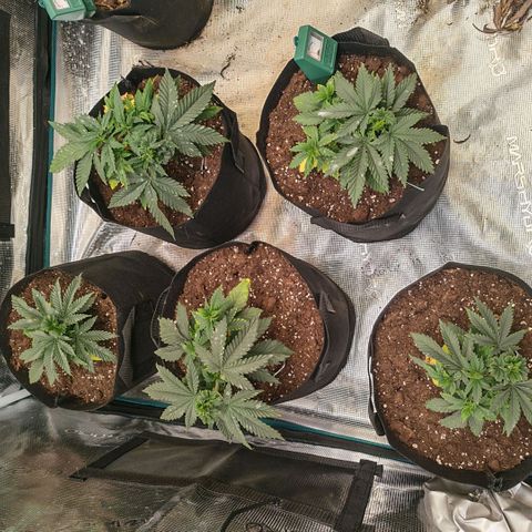 Papaya Sherbet™ growlog photo: LST adjusted