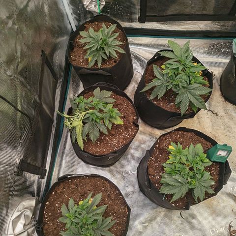 Papaya Sherbet™ growlog photo: LST adjusted