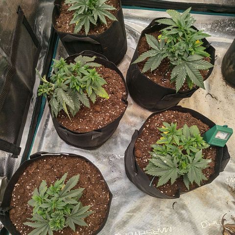 Papaya Sherbet™ growlog timeline photo