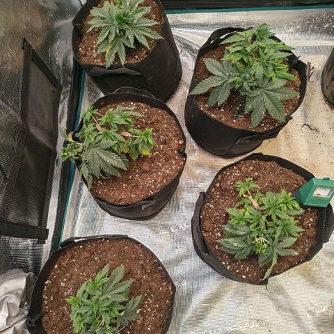 Papaya Sherbet™ growlog timeline photo