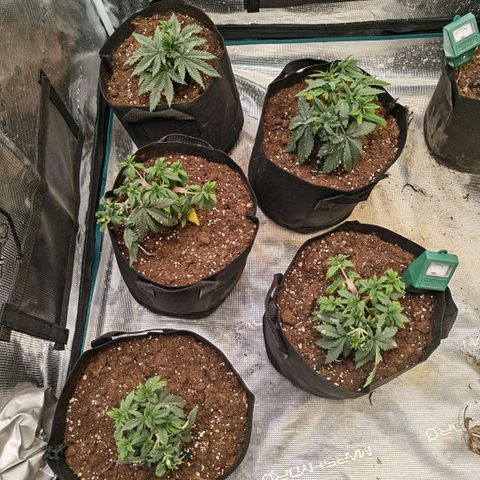 Papaya Sherbet™ growlog timeline photo
