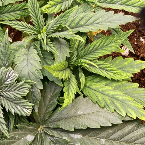 Papaya Sherbet™ growlog timeline photo