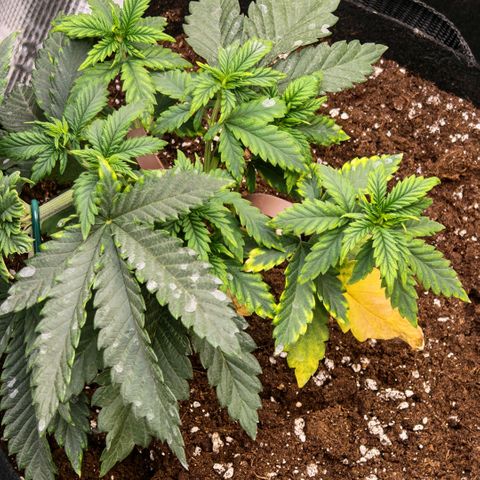 Papaya Sherbet™ growlog timeline photo