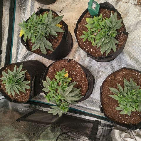 Papaya Sherbet™ growlog timeline photo
