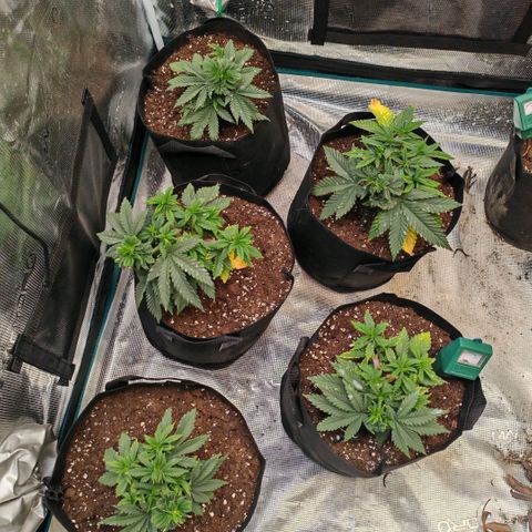 Papaya Sherbet™ growlog timeline photo