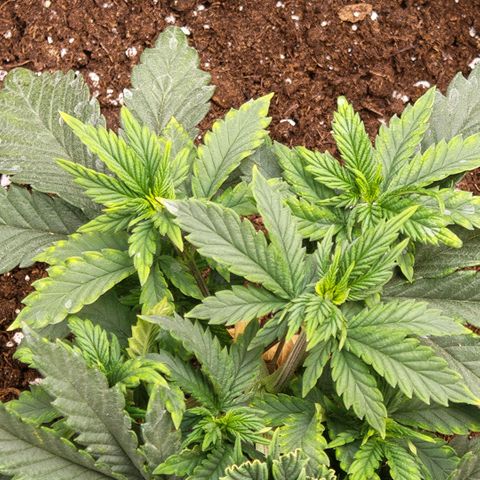 Papaya Sherbet™ growlog timeline photo