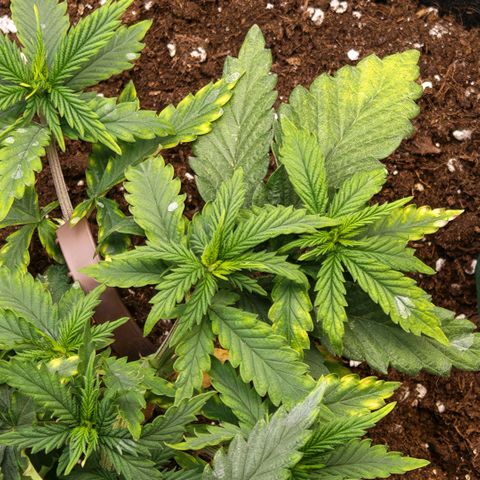 Papaya Sherbet™ growlog timeline photo