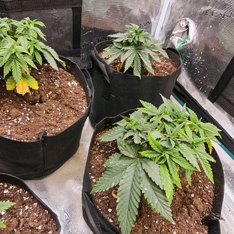 Papaya Sherbet™ growlog timeline photo