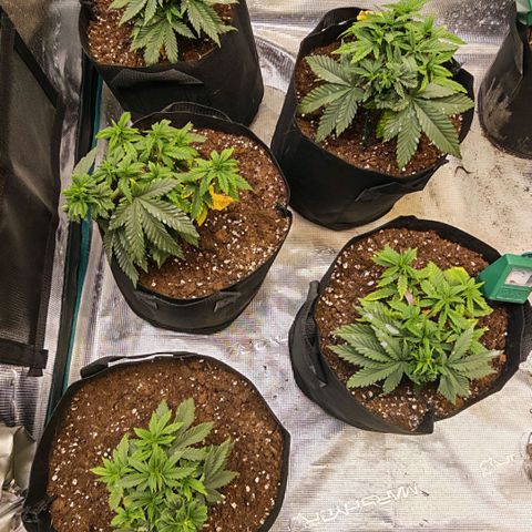 Papaya Sherbet™ growlog timeline photo