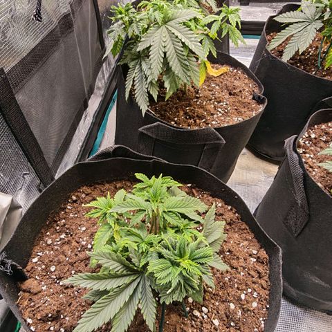 Papaya Sherbet™ growlog timeline photo