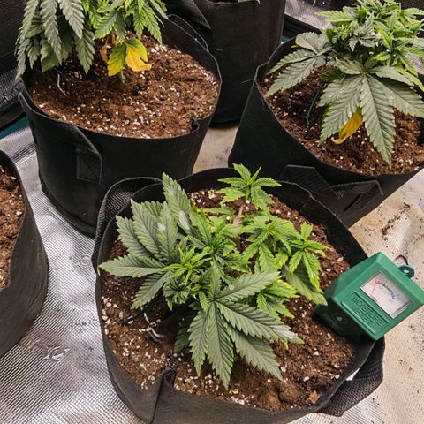 Papaya Sherbet™ growlog timeline photo