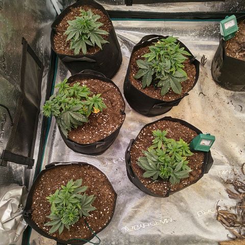 Papaya Sherbet™ growlog timeline photo