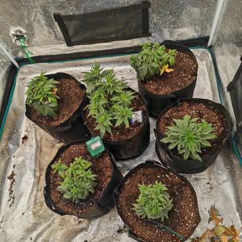 Papaya Sherbet™ growlog photo: Papaya Sherbet are the 5 around the middle one. I groupped them. 