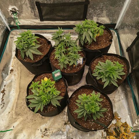 Papaya Sherbet™ growlog timeline photo