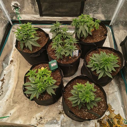 Papaya Sherbet™ growlog timeline photo