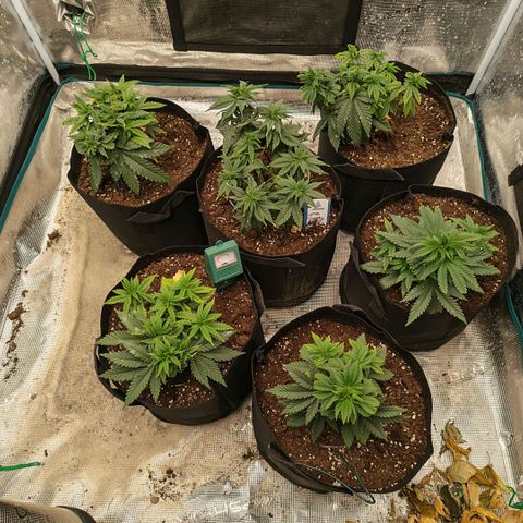 Papaya Sherbet™ growlog timeline photo