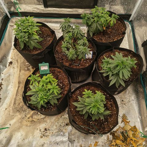 Papaya Sherbet™ growlog timeline photo