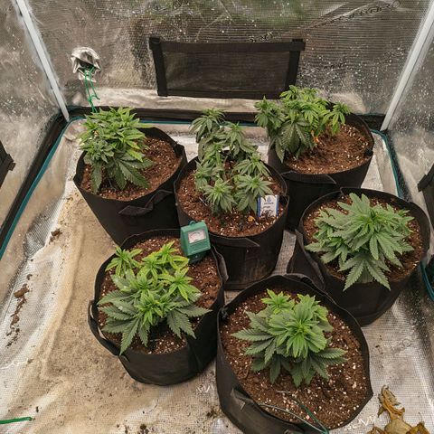 Papaya Sherbet™ growlog timeline photo