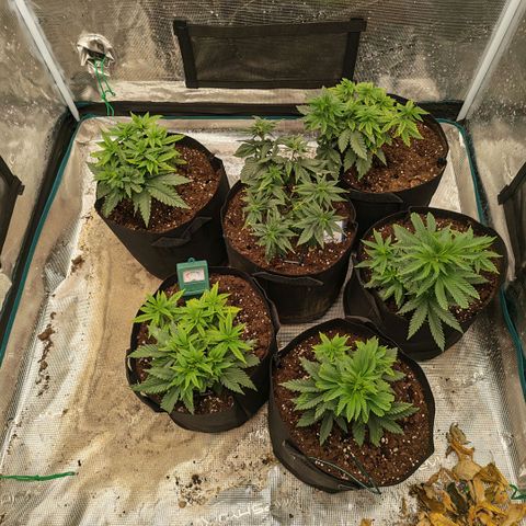 Papaya Sherbet™ growlog timeline photo