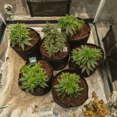 Papaya Sherbet™ growlog timeline photo