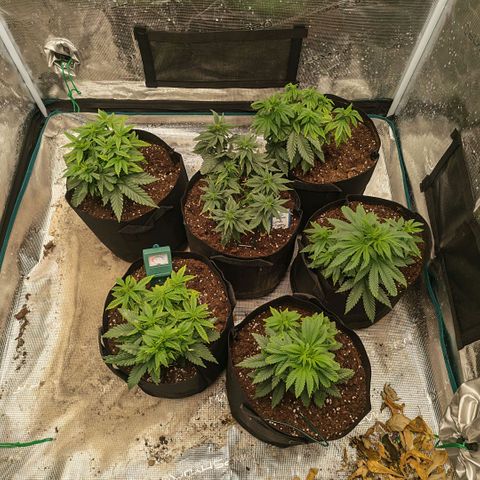 Papaya Sherbet™ growlog timeline photo