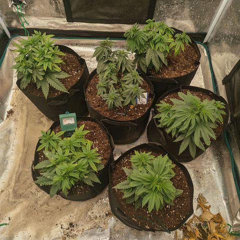 Papaya Sherbet™ growlog timeline photo