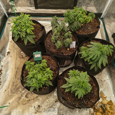Papaya Sherbet™ growlog timeline photo
