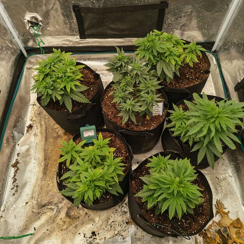 Papaya Sherbet™ growlog timeline photo