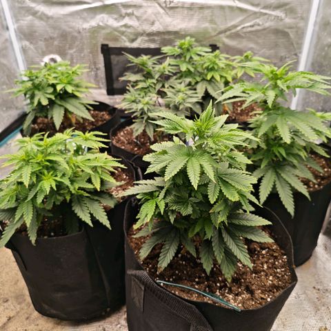 Papaya Sherbet™ growlog timeline photo