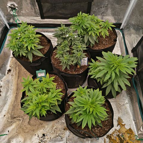 Papaya Sherbet™ growlog timeline photo