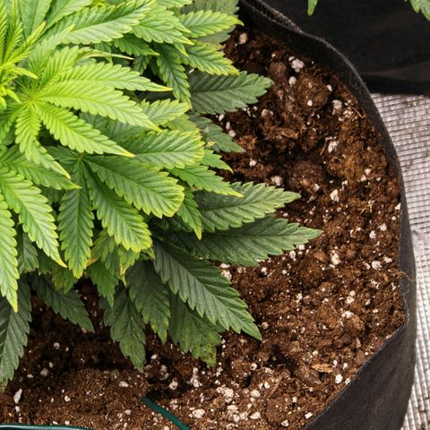 Papaya Sherbet™ growlog timeline photo
