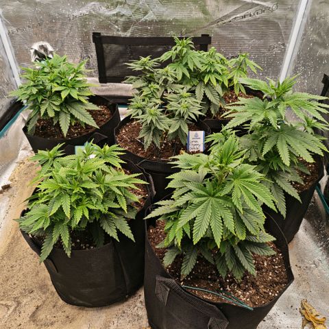 Papaya Sherbet™ growlog timeline photo