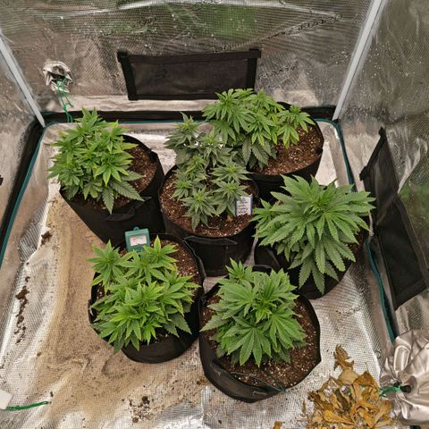 Papaya Sherbet™ growlog timeline photo