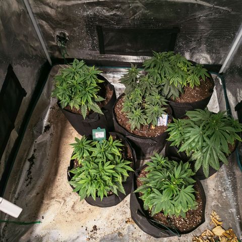 Papaya Sherbet™ growlog timeline photo