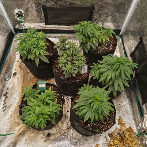 Papaya Sherbet™ growlog timeline photo