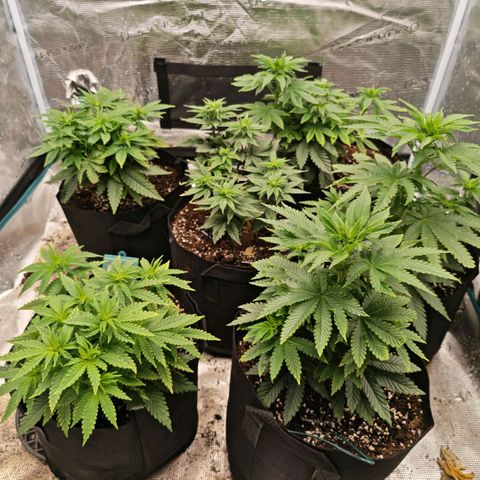 Papaya Sherbet™ growlog timeline photo