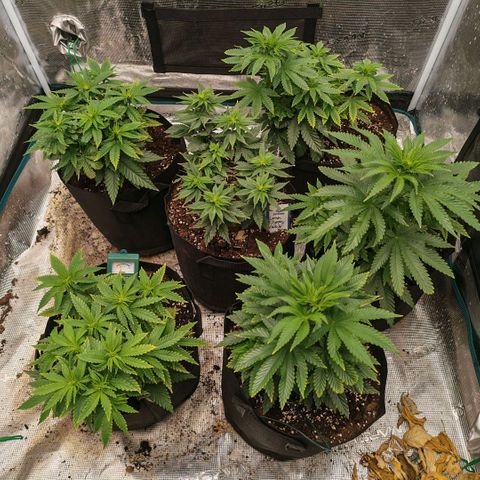Papaya Sherbet™ growlog timeline photo