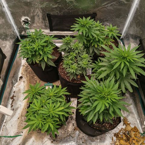 Papaya Sherbet™ growlog timeline photo