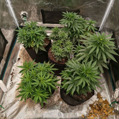 Papaya Sherbet™ growlog timeline photo
