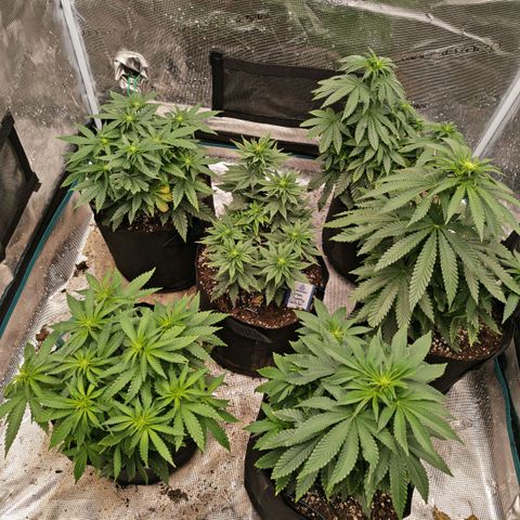 Papaya Sherbet™ growlog timeline photo