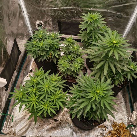 Papaya Sherbet™ growlog timeline photo