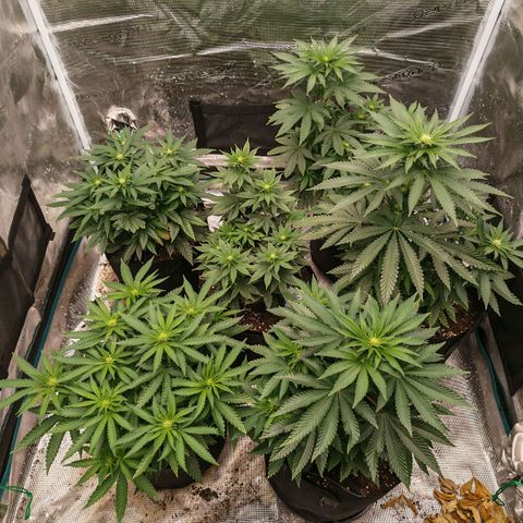 Papaya Sherbet™ growlog timeline photo