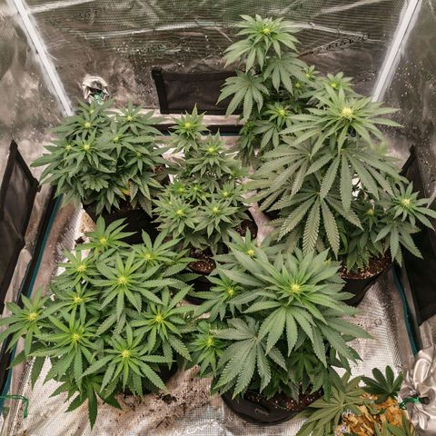 Papaya Sherbet™ growlog timeline photo